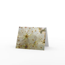 Wilde Pflaumenblüten im Inneren beeindruckende Art