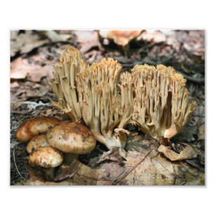 Wilde Pilze 10x8 Natur Fotodruck