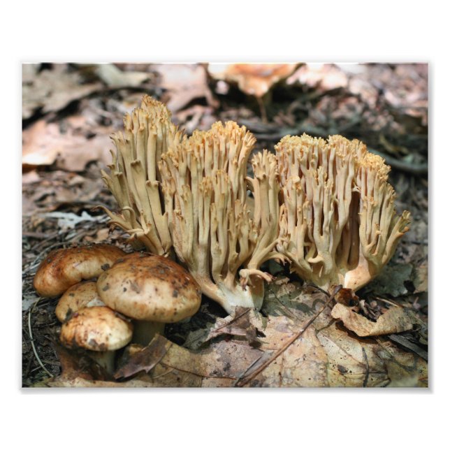 Wilde Pilze 10x8 Natur Fotodruck (Vorne)