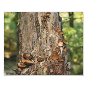 Wilde Pilze auf Baum 10x8 Natur Fotodruck