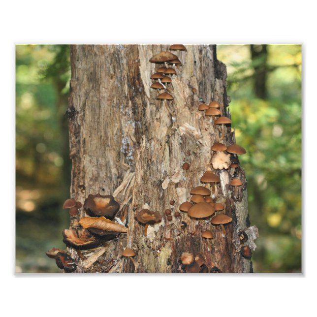 Wilde Pilze auf Baum 10x8 Natur Fotodruck (Vorne)