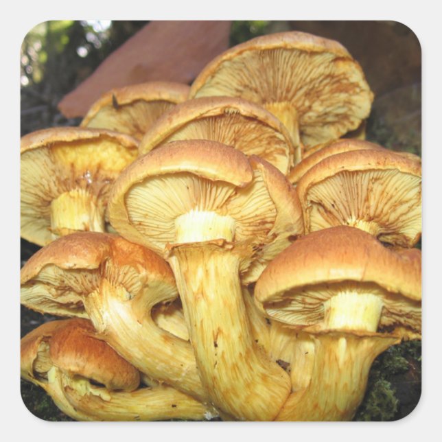 Wilde Pilze, Gymnopilus junonius - Aufkleber (Vorderseite)