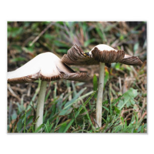 Wilde Pilze Pair 10x8 Natur Fotodruck