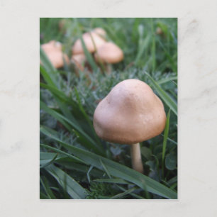 Wilde Pilze Postkarte