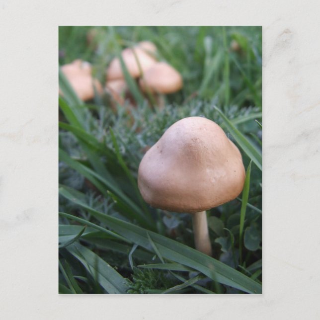 Wilde Pilze Postkarte (Vorderseite)