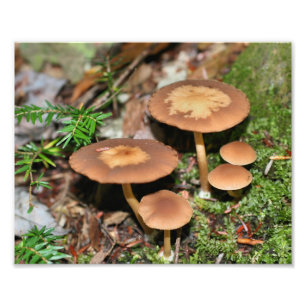 Wilde Pilze und Moos 10x8 Natur Fotodruck