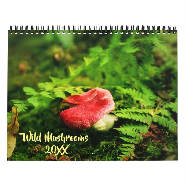 Wilde Pilze und Naturfotografie Kalender (Titelbild)