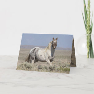 Wilde Pintaloosa-Hengst-Grußkarte Einladung