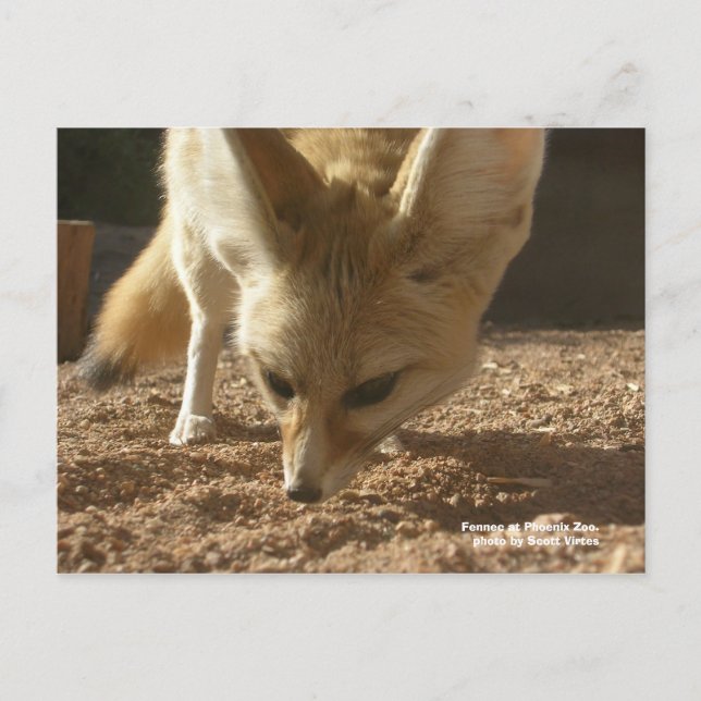 Wilde Postkarte - Fennec (Vorderseite)