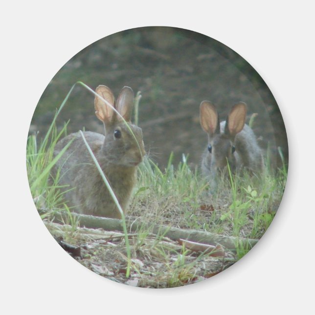 Wilde Rabbits Eastern Cottontail Pair Apparel Gesc Magnet (Vorne)
