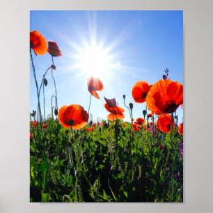 Wilde Red Poppies-Blume Poster