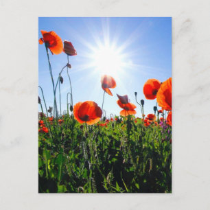 Wilde Red Poppies-Blume Postkarte