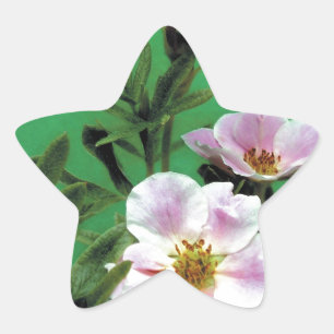 wilde rosa Rosenblüten in Grün, Elegant Stern-Aufkleber