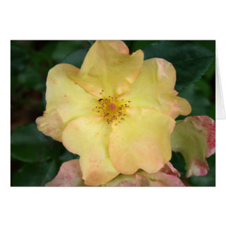 Wilde Rose