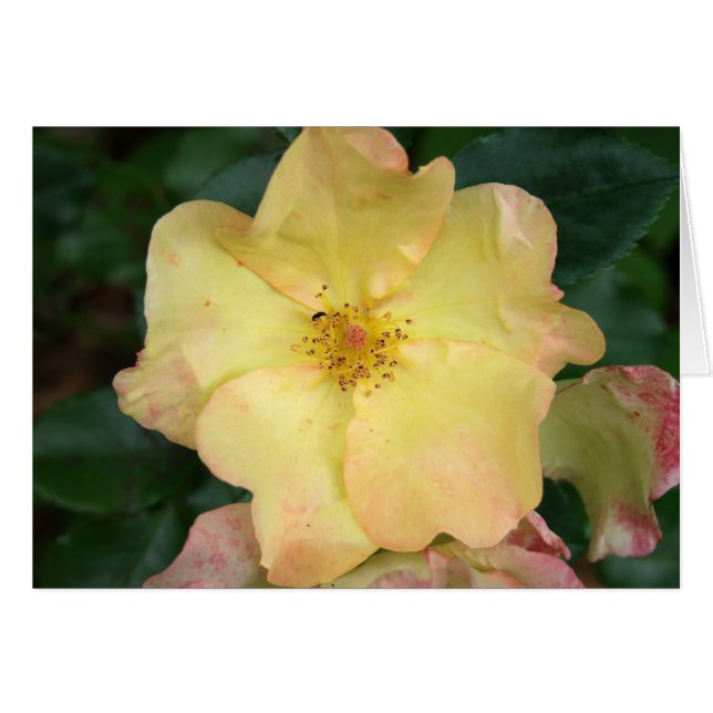 Wilde Rose (Vorderseite (Horizontal))