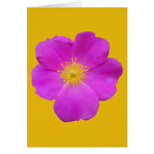 Wilde Rose 2