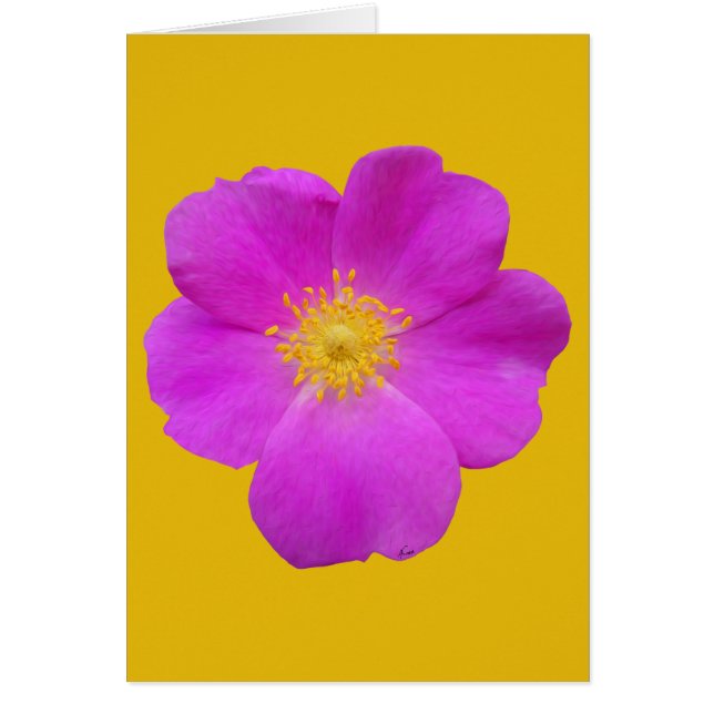 Wilde Rose 2 (Vorne)