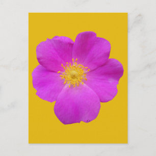 Wilde Rose 2 Postkarte