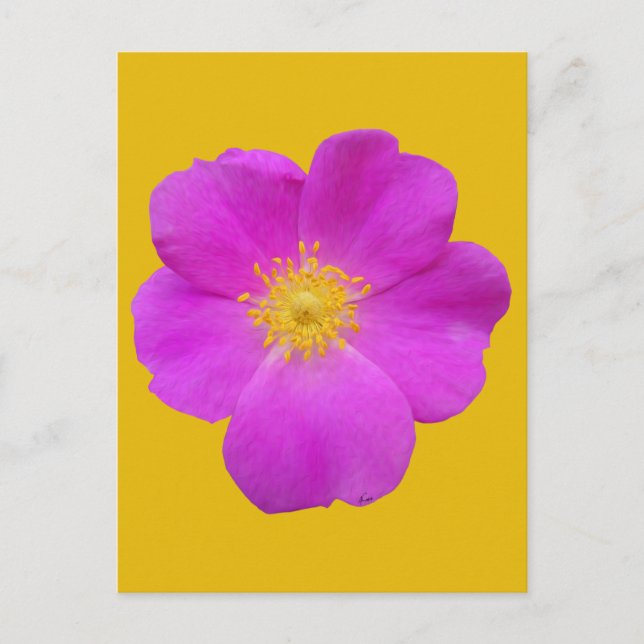 Wilde Rose 2 Postkarte (Vorderseite)