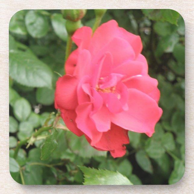 Wilde Rose Cork Untersetzer (Vorderseite)