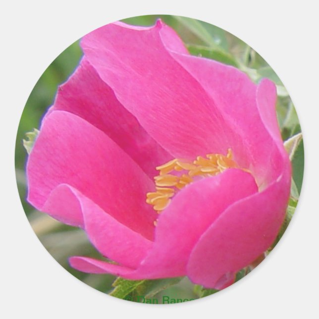 Wilde Rose F22w Runder Aufkleber (Vorderseite)