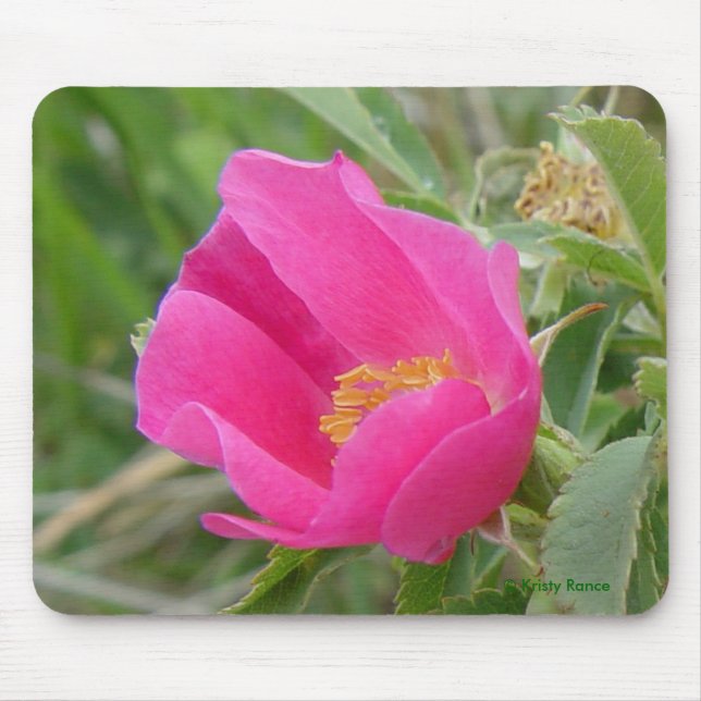 Wilde Rose F7 Mousepad (Vorne)