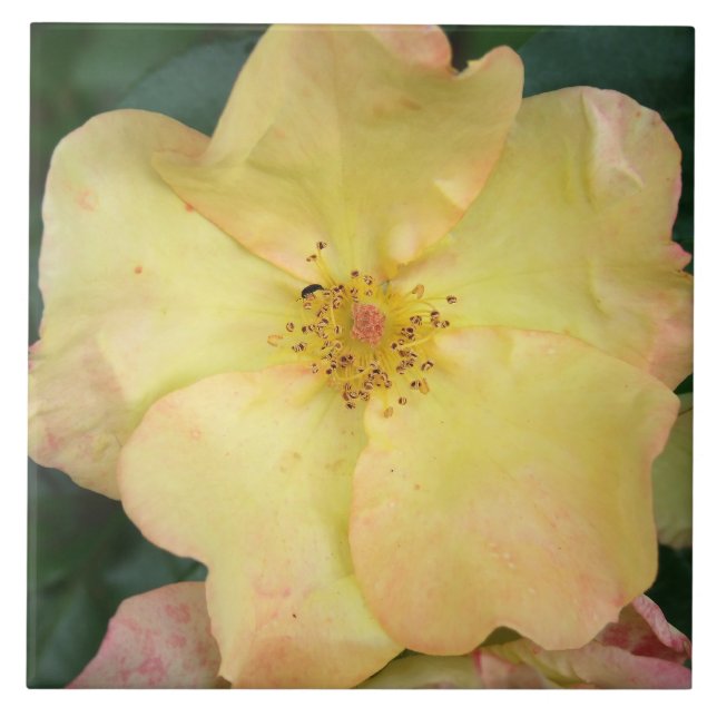 Wilde Rose Fliese (Vorderseite)