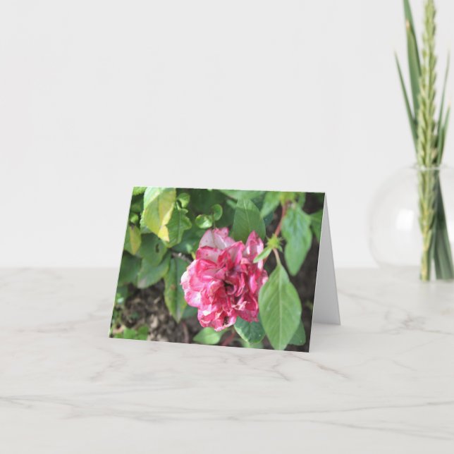Wilde Rose im Garten Feiertagskarte (Vorderseite)