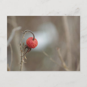 Wilde Rose Obst Postkarte