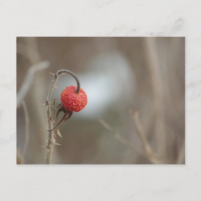 Wilde Rose Obst Postkarte (Vorderseite)