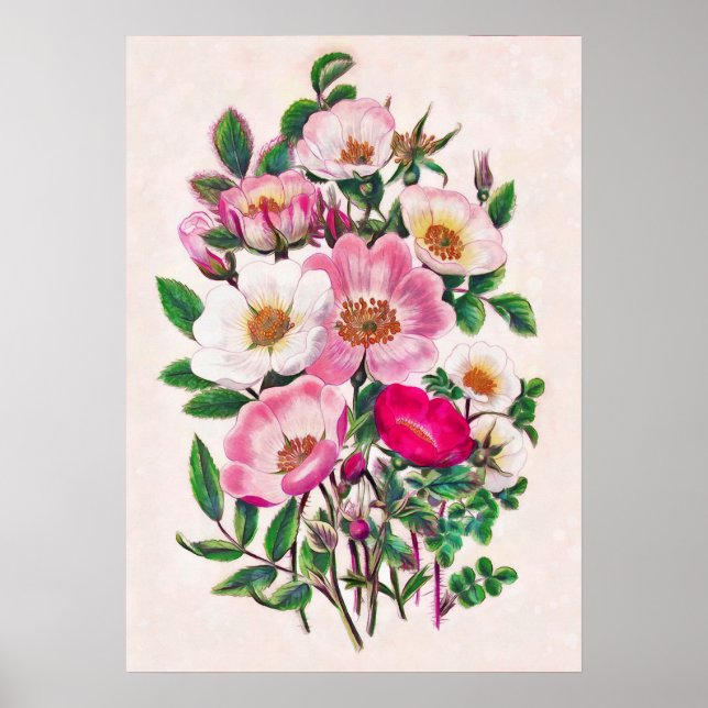 Wilde Rose Poster (Vorne)