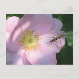 Wilde Rose Postkarte