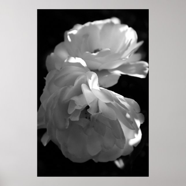 Wilde Rose Schwarz-Weiß-Blumenfotografie Poster (Vorne)