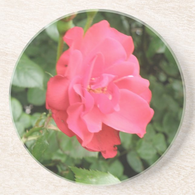 Wilde Rose Untersetzer (Vorne)