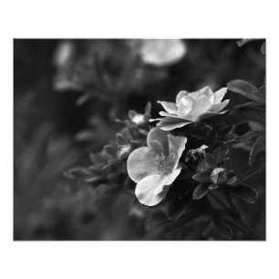 Wilde Rosen - feine Kunst-mit BlumenFoto Fotodruck