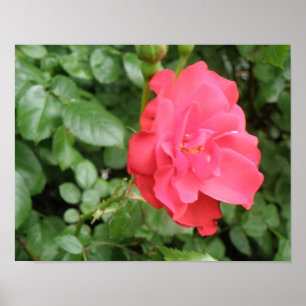 Wilde-Rosen-Plakat Poster