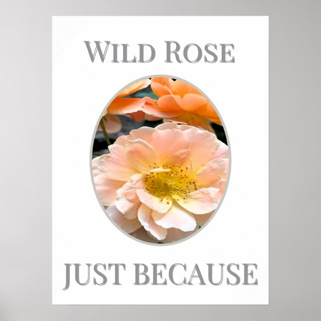Wilde Rosenblüte Poster (Vorne)