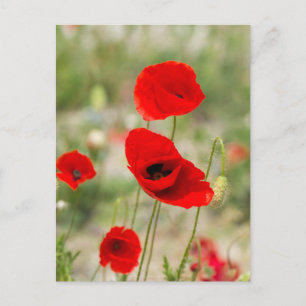 Wilde rote Mohnblume Postkarte