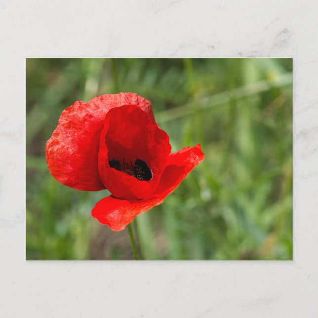 Wilde rote Mohnblume Postkarte (Vorderseite)