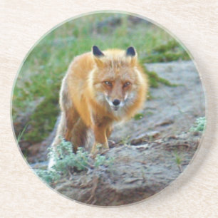 Wilde roter Foxvixen-Tier-Foto-Kunst Untersetzer