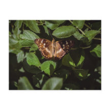 Wilde Schmetterlinge in grünem Laub