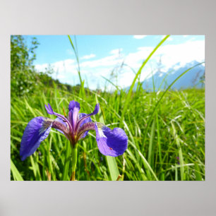 Wilde Schwertlilie und alaskische Landschaft Poster