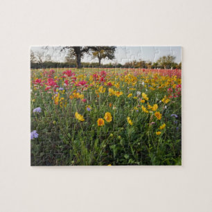 Wilde Straßenblumen in Texas, Frühling