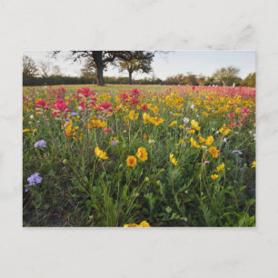 Wilde Straßenblumen in Texas, Frühling Postkarte
