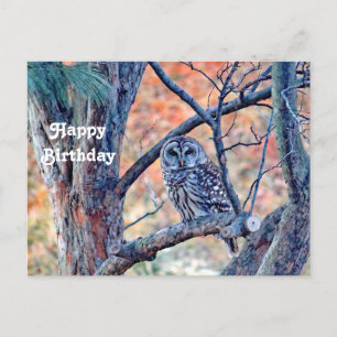 Wilde Streifen-Kauz-Baum-Foto-Geburtstag Postkarte