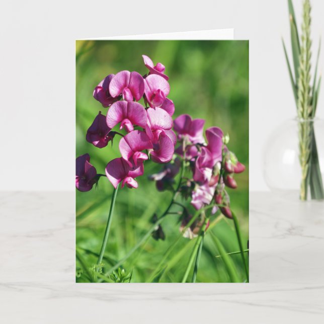 Wilde Süß-Erbse Blume Karte (Vorderseite)
