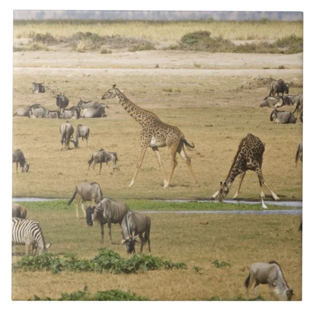 Wilde Tiere, Zebras und Giraffen Fliese (Vorderseite)