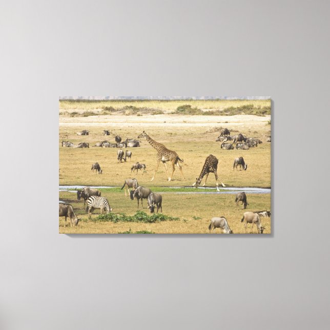 Wilde Tiere, Zebras und Giraffen Leinwanddruck (Vorderseite)