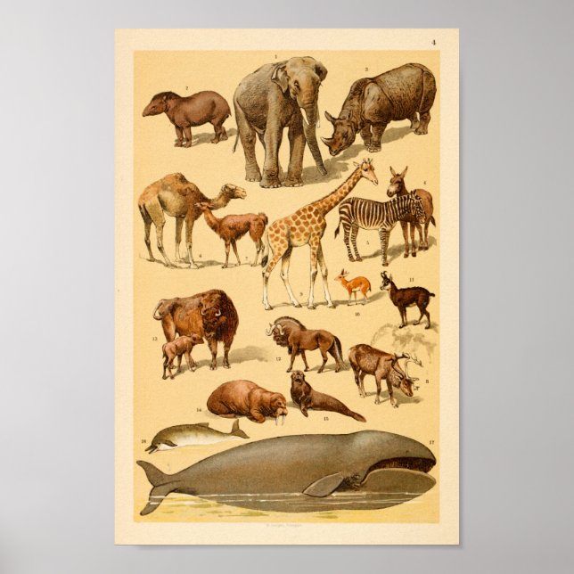 Wilde Tiersammlung Elephant Giraffe Kunst Poster (Vorne)