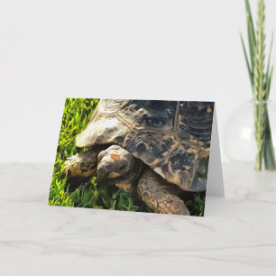 Wilde Tortoise im Gras Wiesen Kunst, Dichtung und  Karte